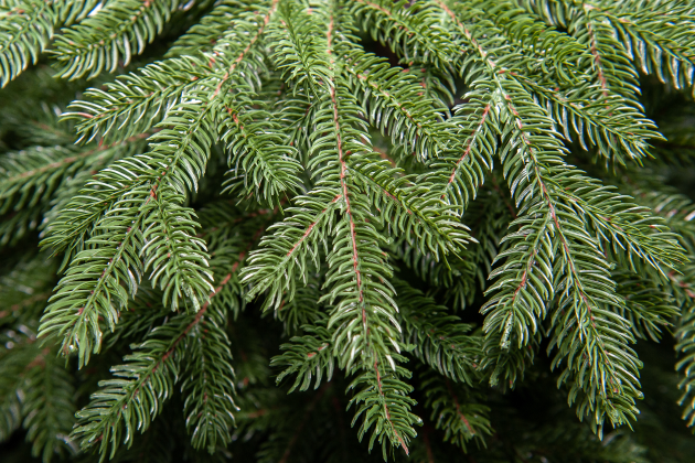 лита гілочка